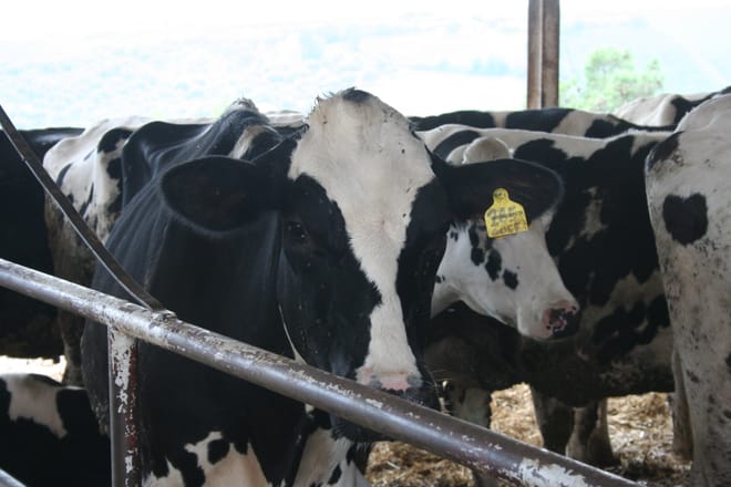 White gold from milk - visit to a typical Santa Caterina cheese dairy photo 5