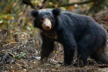 Yala National Park Safari from Tangalle