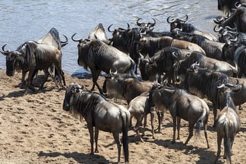 5 days wildebeest migration aberdares Nakuru Masai Mara Safari