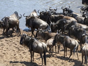 5 days wildebeest migration aberdares Nakuru Masai Mara Safari