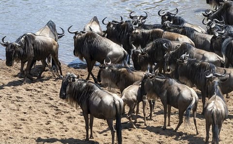 5 days wildebeest migration aberdares Nakuru Masai Mara Safari