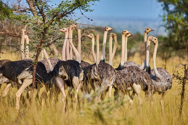 6-Day Coffee Tour, Jinja, Sipi and Kidepo Valley National Park Safari  photo 4