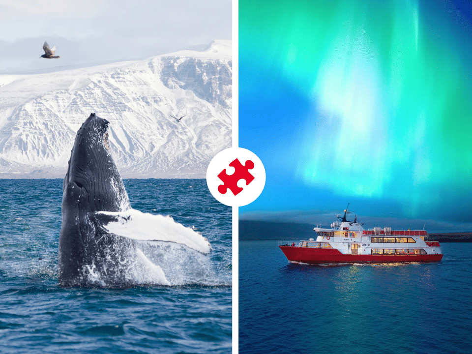 Reykjavík Whales & Northern Lights — Elding Adventure at Sea