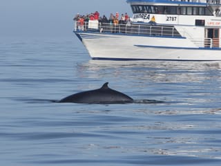 Whale Watching & Caving, photo 16