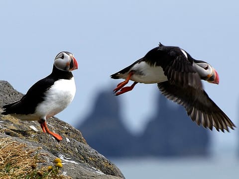 Puffin Tour by RIB Speedboat from Downtown Reykjavik, photo 5