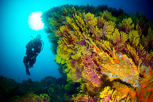 PADI Open Water Diver - First diving brevet