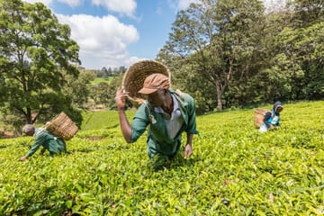 Guided Tea Farm Tour in Limuru, Kenya