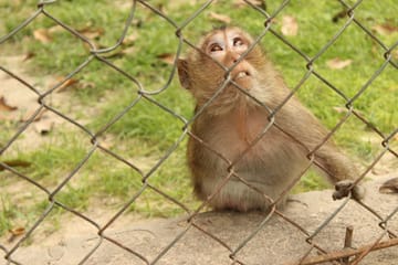 Hua Hin: Wildlife Friends Foundation Thailand Full-Day Visit