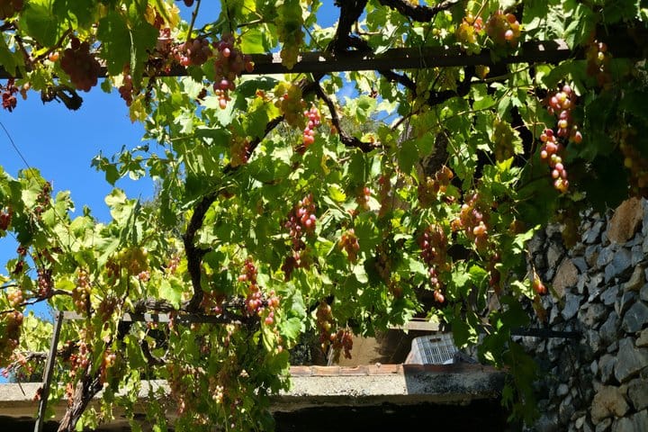 3 Hour Wine and Raki with Olive Oil Tasting in Heraklion  4