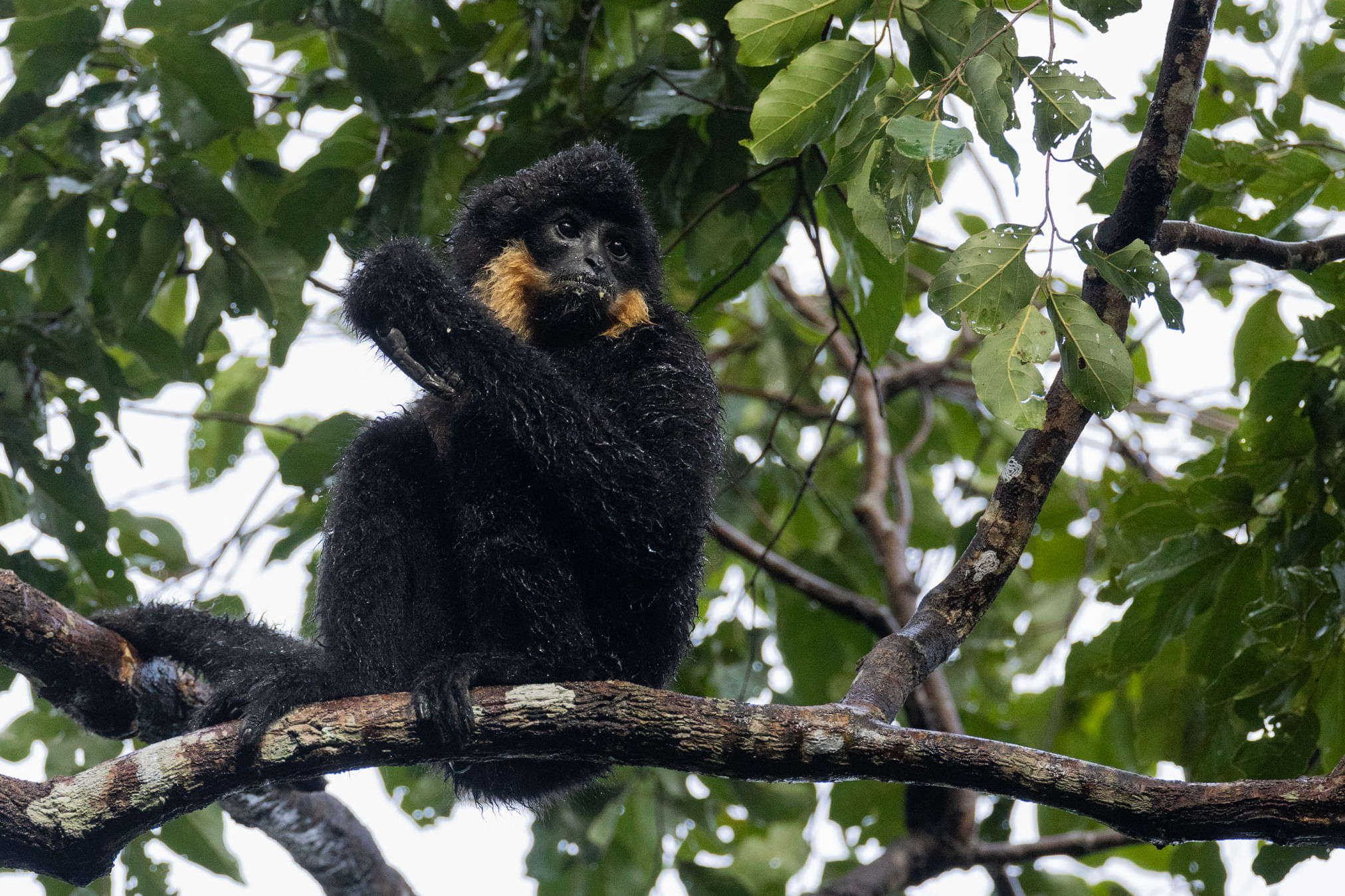 Male southern yellow-cheeked crested gibbon