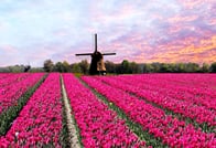 Visit the Kuekenhof gardens and its tulip fields with a car and private guide picked up at your hotel 9