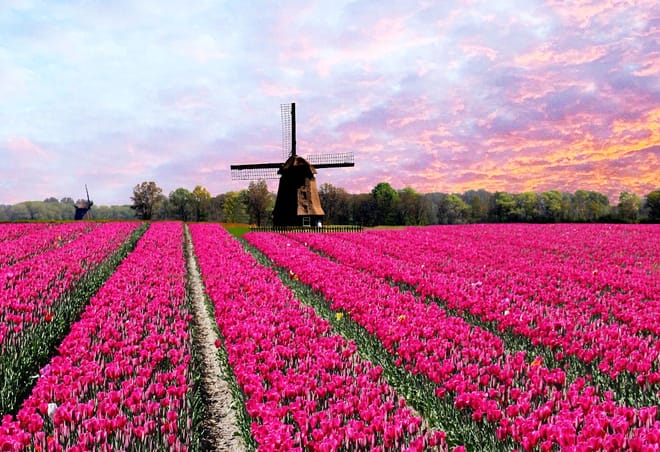 Visit the Kuekenhof gardens and its tulip fields with a car and private guide picked up at your hotel 9