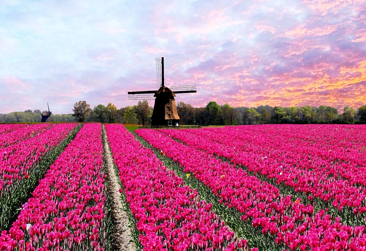 Visit the Kuekenhof gardens and its tulip fields with a car and private guide picked up at your hotel 9