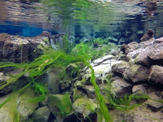 Silfra Snorkel tour, photo 11
