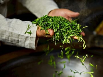 Authentic Hangzhou Longjing Tea Culture Experience Tour