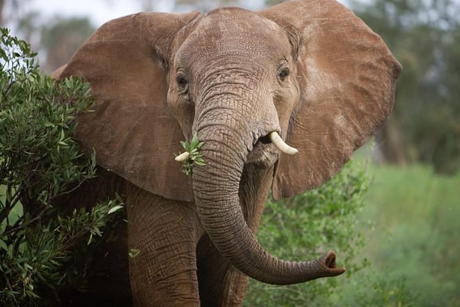 Gentle Giant: An enormous elephant commands attention