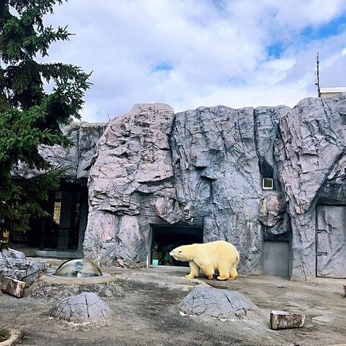 Hokkaido: Asahiyama Zoo, Furano, and Ningle Terrace Tour