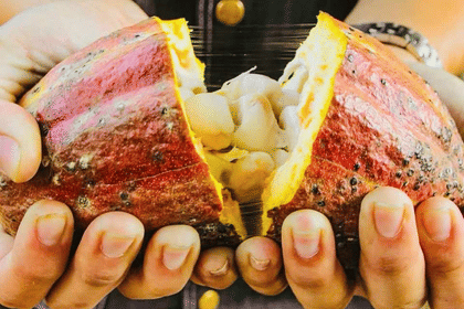 Bittersweet Chocolate Factory Visit & Making Chocolate Workshop