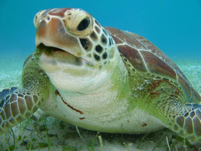 Tulum Ruins, Akumal Turtles & Cenote Combo Tour 9