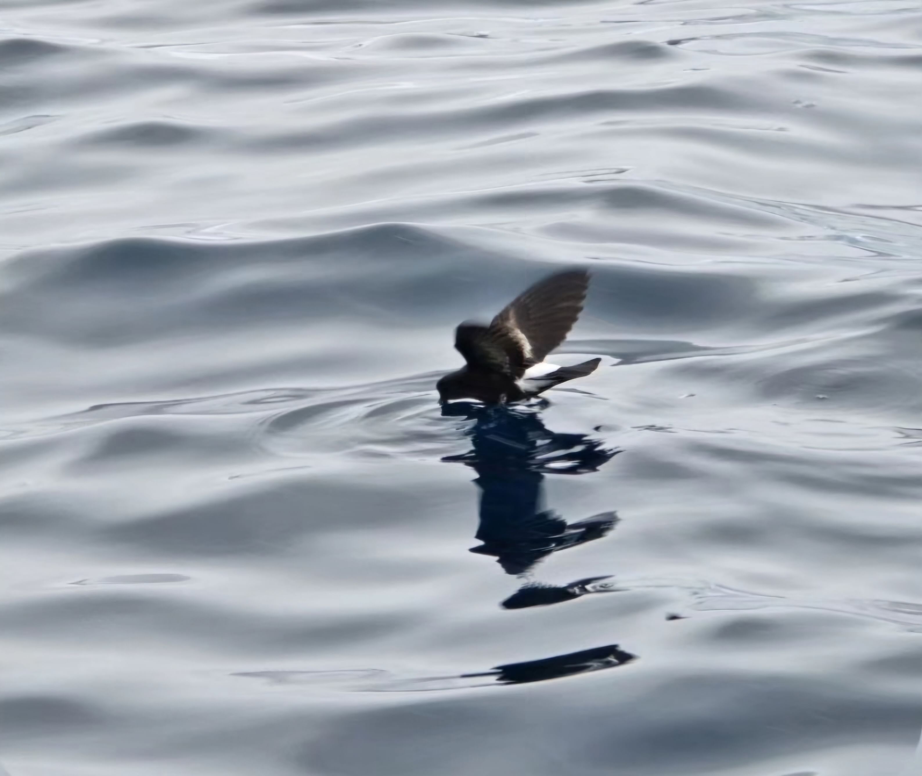 multiple bird species –cape petrels, kelp gulls, brown and south polar skuas, and Antarctic terns