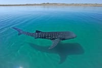 Sea of Cortez Combo: Whale Sharks, Sea Lions & Balandra Beach 3