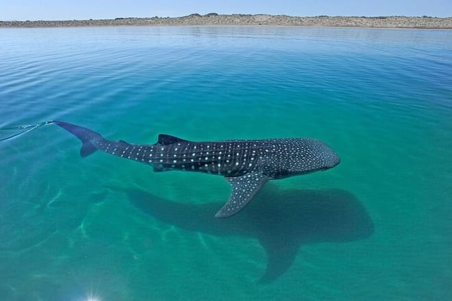 Sea of Cortez Combo: Whale Sharks, Sea Lions & Balandra Beach photo 3