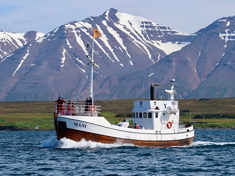 Classic Whale Watching from Dalvík, photo 12