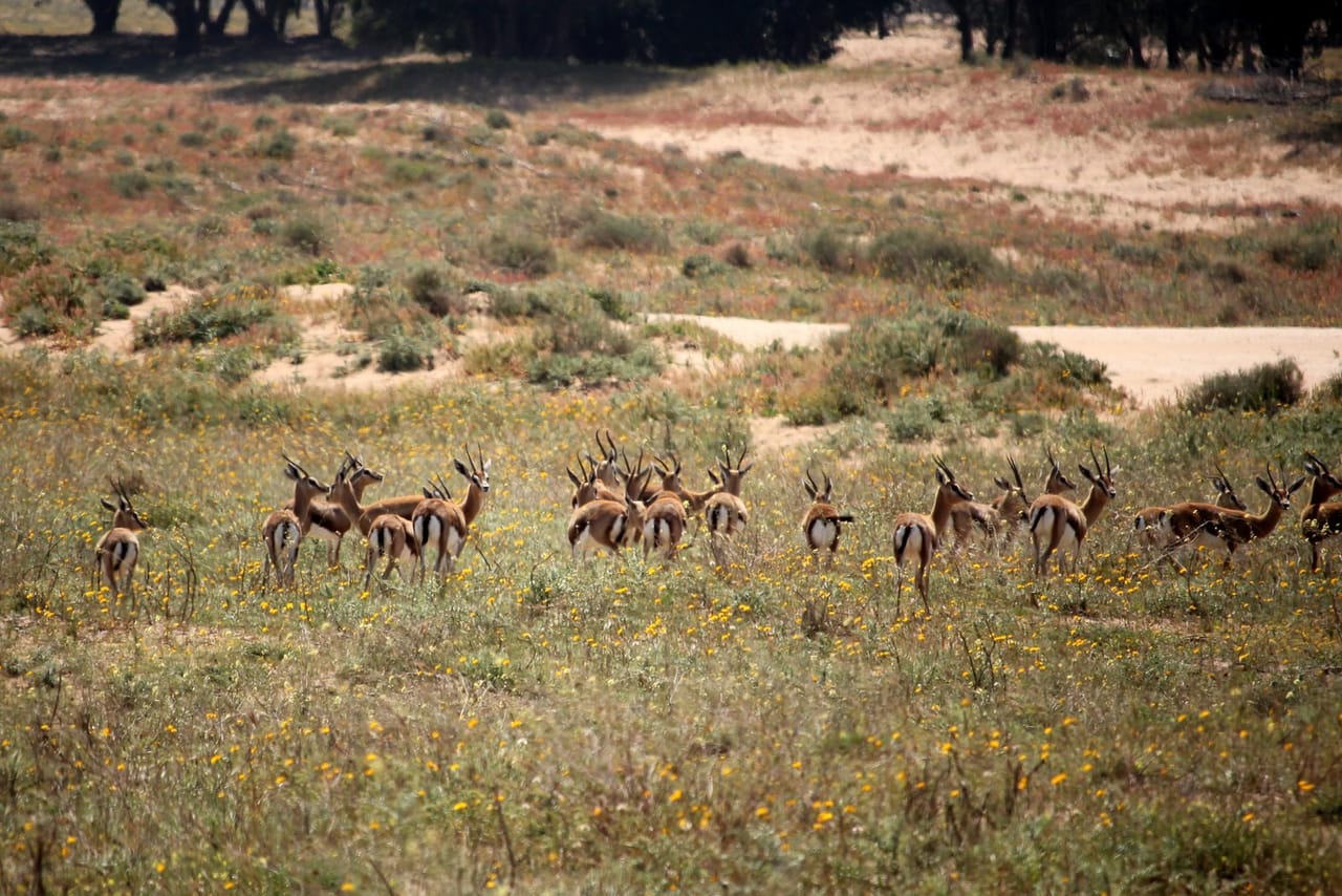 Souss Massa National Park - guided half day tour 8