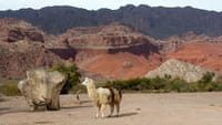 Cafayate, Vineyards and Calchaquies Valleys Tour from Salta 9