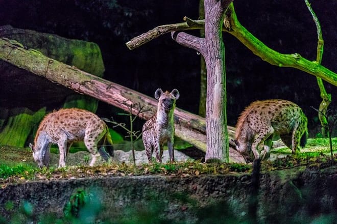 Night Safari Entrance with Private Transfer from Singapore photo 3