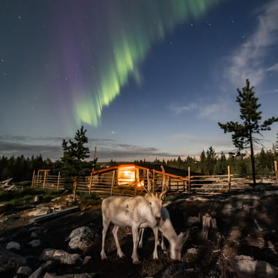 Iltaporosafari arktisen taivaan alla - Image 6