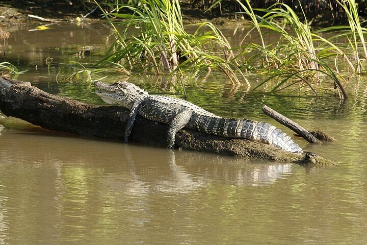 Everglades National Park Adventure: Airboat Tour & Wildlife Show from Miami