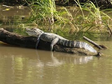 Everglades National Park Tour with Hotel Pickup from Miami