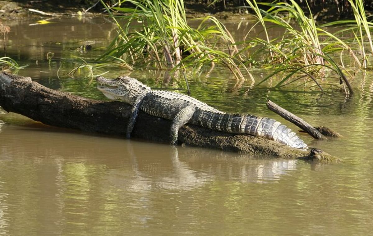 Everglades National Park with Hotel Pick up in Miami