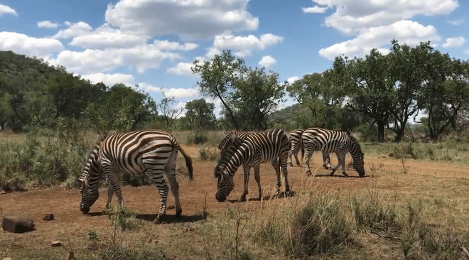 Cultura y Safari: Lesedi y Lion Park en un Solo Día - en Español 3