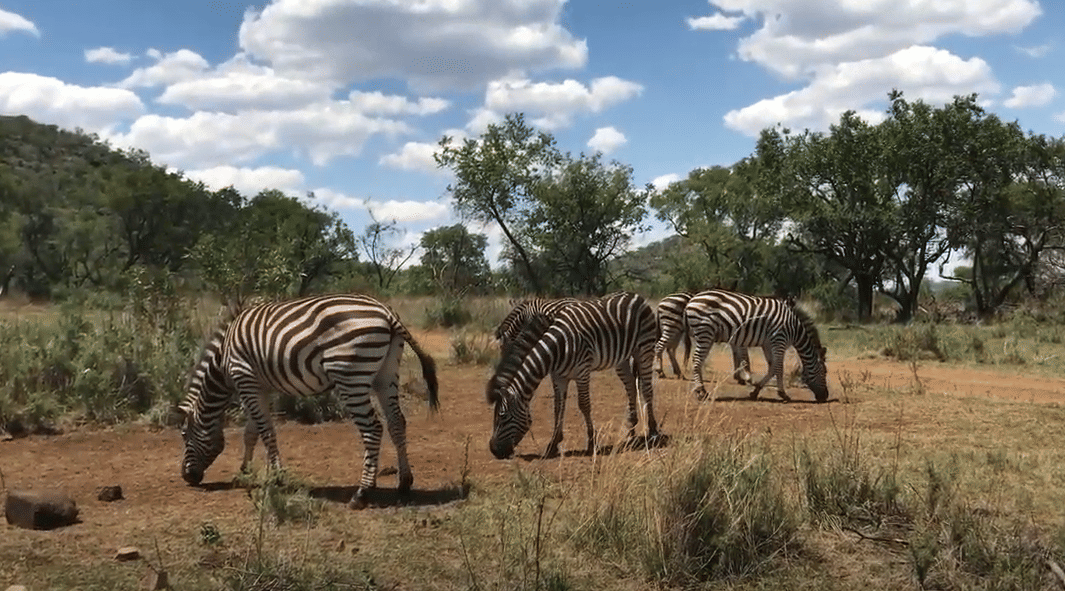 Cultura y Safari: Lesedi y Lion Park en un Solo Día - en Español 3