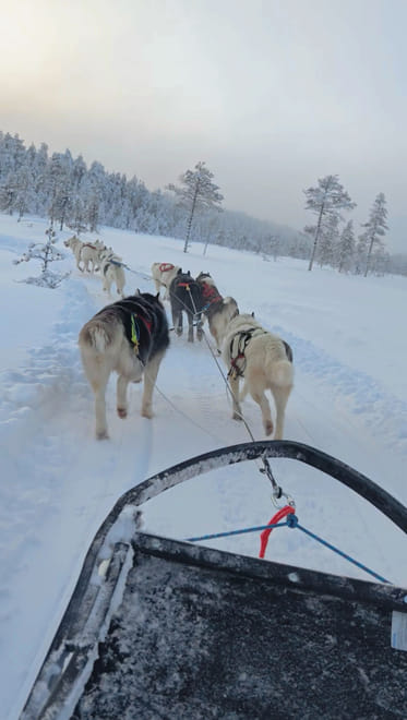 Husky Farm Visit & Sled Ride Experience 7