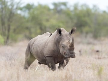 Big 5 Safari with Snacks and Wine Tasting in Cape Town