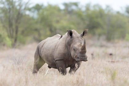 Sunset Big 5 Aquila Safari Snacks and Wine Tasting