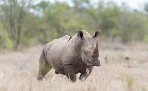 Big 5 Safari with Snacks and Wine Tasting in Cape Town