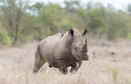 Big 5 Safari with Snacks and Wine Tasting in Cape Town
