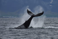 Whale Watching & Whales of Iceland Exhibition 3