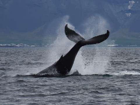 Whale Watching & Whales of Iceland Museum, photo 3
