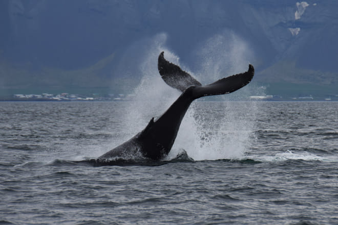 Whale Watching & Whales of Iceland Museum photo 3