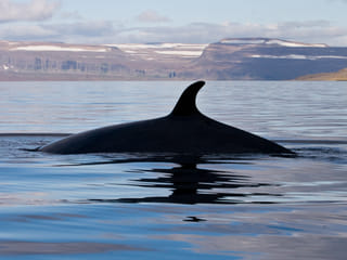 Whale Watching in Ísafjarðardjúp , photo 7