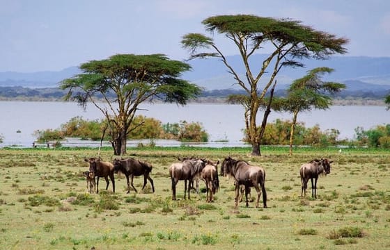 Crescent Island Walking Safari and Boat Riding Tour
