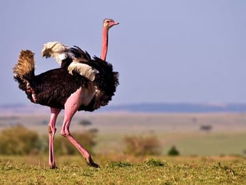 This is a Male Common ostrich