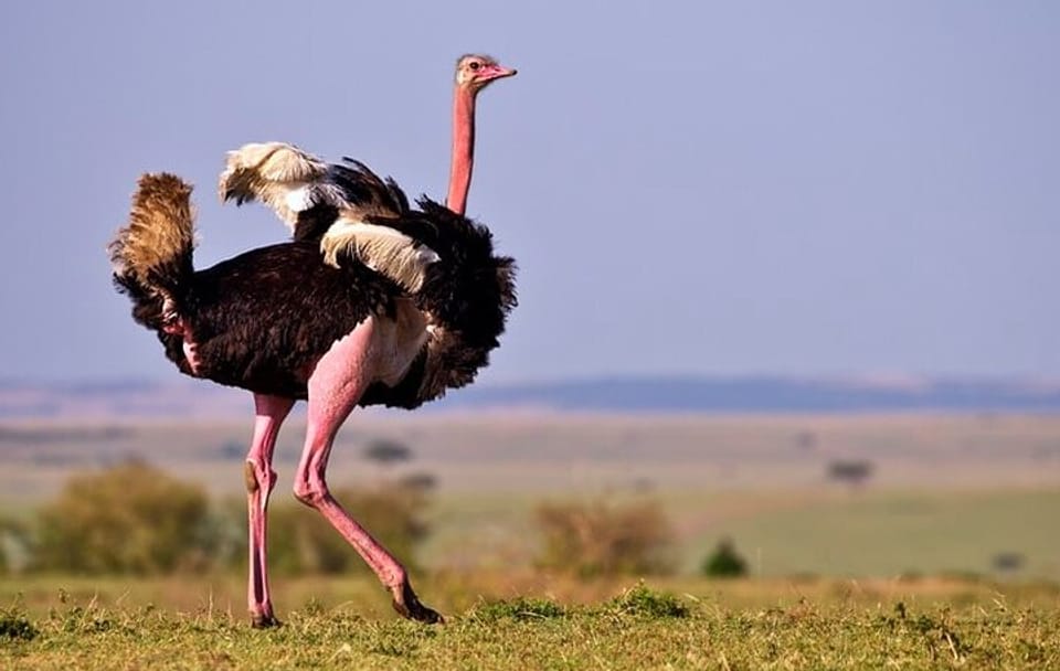 7 Days, 6 Nights Wildlife Photography and Birding Safari
