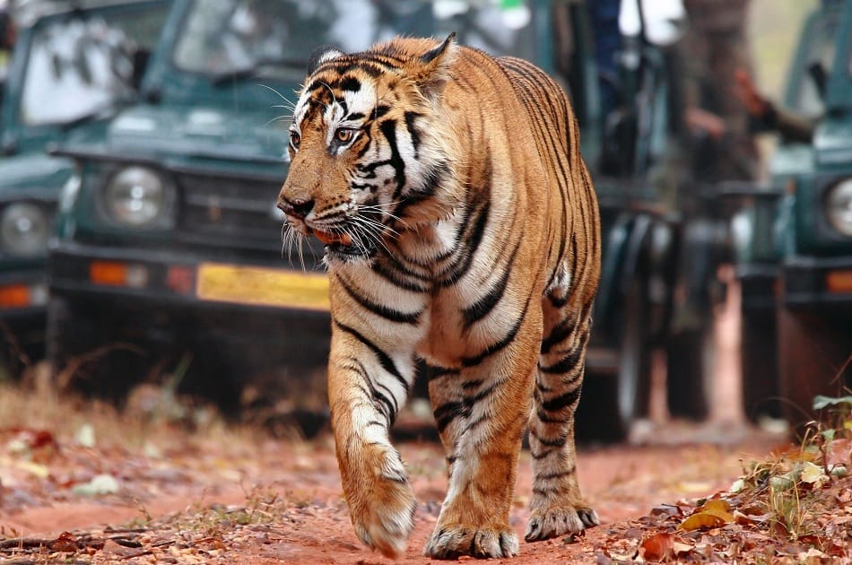 7-Days Golden Triangle with Bundi & Ranthambore tour from Delhi. 9