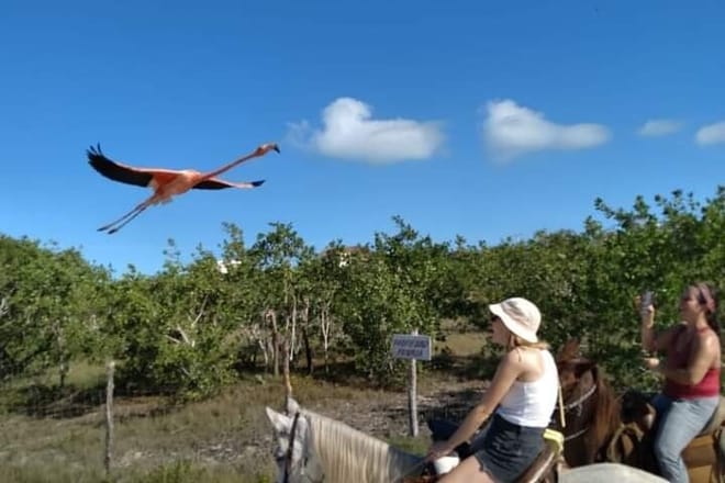 Horseback Riding on the Beaches of Holbox photo 5